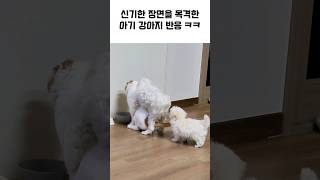 무슨 기이한 장면이지 ㅋㅋ 🤣 말티푸 아기강아지 웃긴영상 [upl. by Farr]