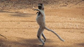 Dancing Lemurs Verreauxs Sifaka of Madagascar [upl. by Dayiz]