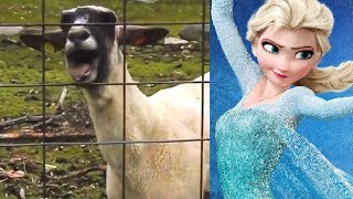 Let It Goat  Disney Frozen Edition [upl. by Teiluj]