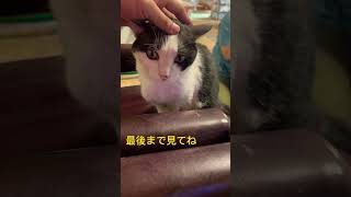 茨城弁で怒る飼い主をよそに知らん顔するハチワレ [upl. by Burnaby542]