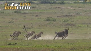 Five male cheetah race to the sound of the dinner bell [upl. by Hteik523]