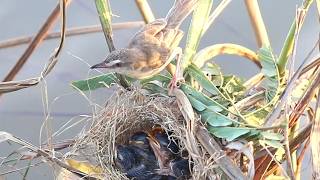 Feeding Frenzy Wild Bird Delivers Grasshopper to Nesting Youngsters [upl. by Carmen]