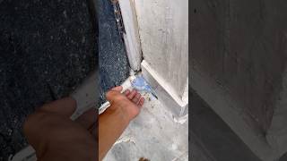 Budgie a gya Terri’s peh budgies parrot shorts daily newvlog viralvideos Farhankevlog [upl. by Supat]