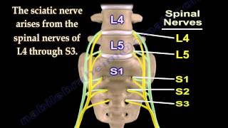 Sciatic Nerve  Anatomy  3D animation  Everything You Need To Know  Dr Nabil Ebraheim [upl. by Barnard109]