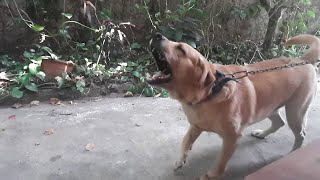 Labrador Dog Barking in Slow Motion [upl. by Tuneberg]