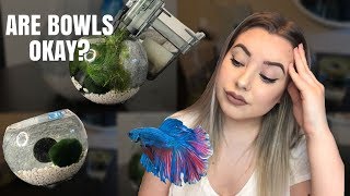 HOW TO SET UP A BETTA BOWL  are bowls okay for bettas [upl. by Aynat441]