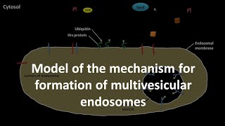 Multivesicular endosome formation mechanism [upl. by Johnnie]