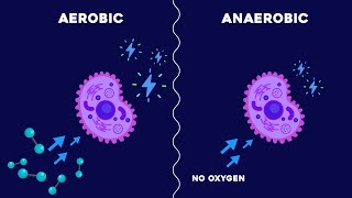 Aerobic and Anaerobic Respiration [upl. by Ailuj852]