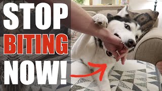 This ONE TRICK Will Stop Your Husky From Biting FOREVER [upl. by Nodanrb222]