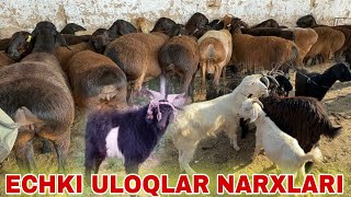 ECHKI ULOQ TAKA SARKA NARXLARI MUZRABOT ZANG MOLBOZORI 28092024 [upl. by Elvis]