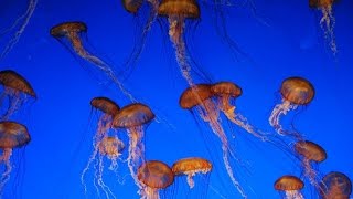 ACQUARIO di GENOVA in HD  LA DANZA DELLE MEDUSE  382015 [upl. by Narah]