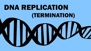 DNA REPLICATION 33  TERMINATION [upl. by Brandie]