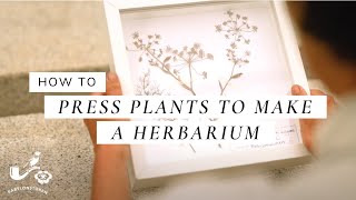 How To Press Plants To Make A Herbarium [upl. by Nairrod819]