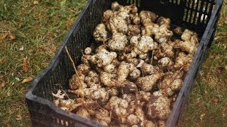 Harvesting Container Sunchokes  Straight to the Point [upl. by Macdonell11]