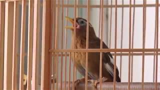 Chinese Hwamei Bird Singing  Chinese Hwamei Training Video [upl. by Enomahs51]