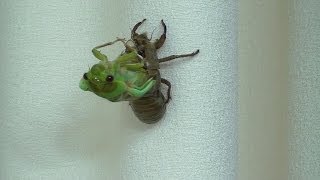 Cicada Nymph Emerging  Time Lapse [upl. by Yldarb631]