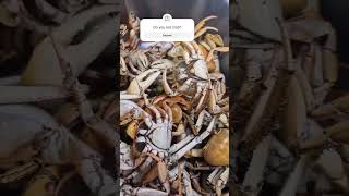 Crab Season  whats your favourite way to cook crab [upl. by Houlberg]