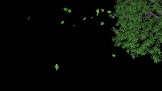 GREEN SCREEN TREETREE LEAF FALLBACKGROUND USE TREE GREENSCREENTREE LEAVESFALLINGTREE [upl. by Biddy]