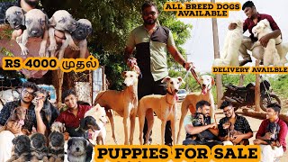 Biggest Dog Kennel In Tamil  Puppies For Sale  All Breeds Available Trichy  Its all about [upl. by Amie359]