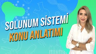 SOLUNUM SÄ°STEMÄ°  Seda Hoca Biyoloji ğŸ§¬ayt2024 [upl. by Ardnasil430]