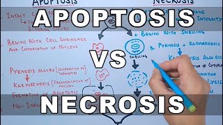 Apoptosis vs Necrosis [upl. by Klimesh577]