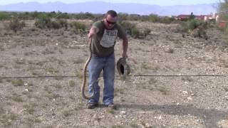 HUGE BULL SNAKE ATTACKS CAUGHT [upl. by Sehguh]