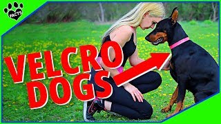 Top 10 Dogs That Wont Leave Your Side  Velcro Dogs 101 [upl. by Yblok]