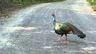 Ocellated Turkey Display [upl. by Pepin841]