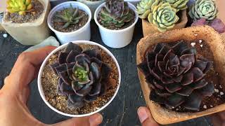 ECHEVERIA BLUE PRINCE  SUCCULENT CARE TIPS [upl. by Asikal631]