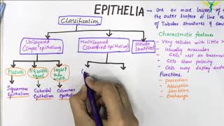 EPITHELIUM  Classification  Basic Histology [upl. by Marrissa]