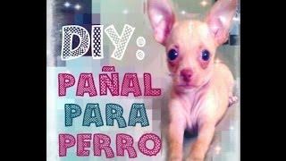 DIY PAÑAL PARA PERRO MACHOADIÓS CASA SUCIA [upl. by Notac]