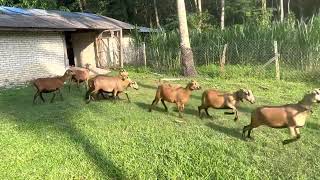 BARBADOS BLACKBELLY SHEEP [upl. by Christmas]