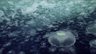 Open Ocean 10 Hours of Relaxing Oceanscapes  BBC Earth [upl. by Enomas365]