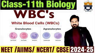 WBCs White Blood cells  Body Fluids And circulation class 11 Biology NEET [upl. by Hillman392]