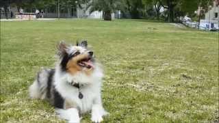 Amazing Sheltie Tricks  Positive Trainning [upl. by Aceber]