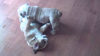 English bulldog puppies playing So cute [upl. by Eralcyram]