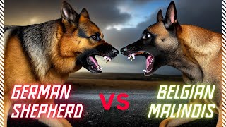 German Shepherd vs Belgian Malinois Which Dog is the Ultimate K9 [upl. by Arlette]