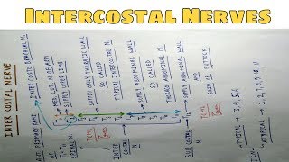 Intercostal Nerves  Part 1  Chart  The Charsi of Medical Literature [upl. by Eerolam]