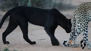 A rare black leopard in the wild [upl. by Dickinson]