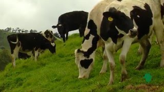 Características de las pasturas en clima frío  TvAgro por Juan Gonzalo Angel [upl. by Ylrahc]