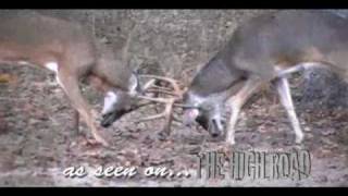 Awesome Whitetail Buck Fight [upl. by Stephannie122]