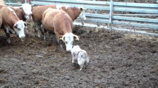 Tully working cattle 2 [upl. by Yale]