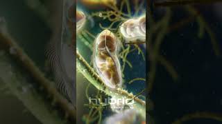 Microbes animation  Paramecia unicellular ciliates [upl. by Ciel]