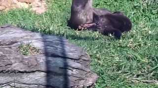 Otters Still Mating Again [upl. by Nyre]