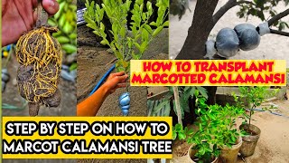 PAANO MAG MARCOT NG CALAMANSI  RESULT AFTER 1 MONTH NG MARCOTTED CALAMANSI  BACKYARD FARMING [upl. by Boor]