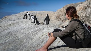 What Are the Challenges Facing Penguins  The Fascinating World of Penguins [upl. by Arfihs249]