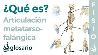 Articulación METATARSOFALÁNGICA  Qué es partes tipo de articulación movimientos y lesiones [upl. by Seana]