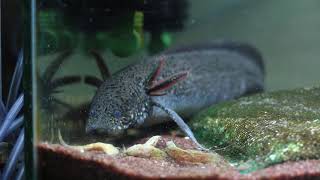 Protopterus amphibius feeding [upl. by Perla]