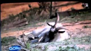 Best of FAINTING GOATS [upl. by Freberg]