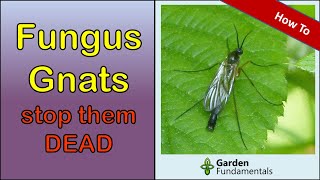 Fungus Gnat Control 🛑💣 Best Ways to Get Rid of Fungus Gnats [upl. by Nolubez]